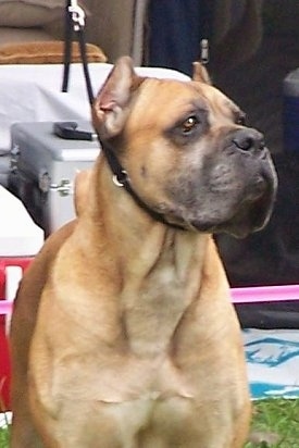 Cane%20Corso%20BurgwaldItalian%20Champion%20Duce.jpg