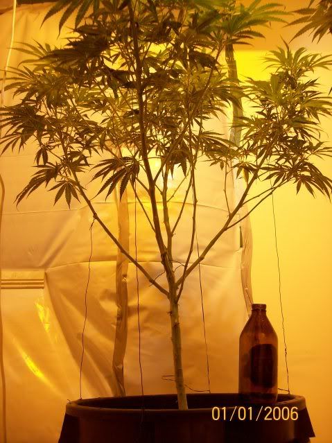 Plants126.jpg