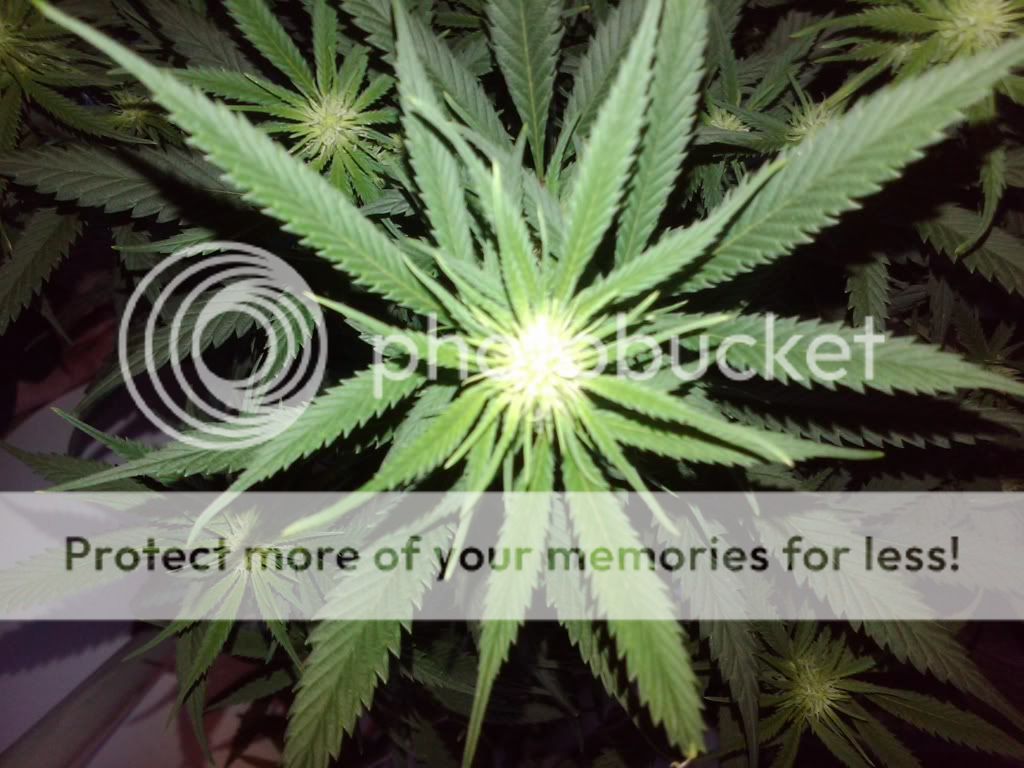 gard_1_cheese_flower.jpg