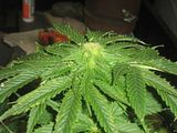 th_025.jpg