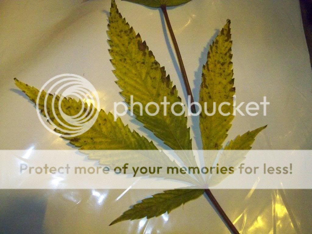 100_4230.jpg