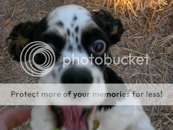 DogFace.jpg