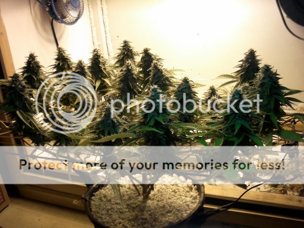 SAM_0632_zps0439cf83.jpg