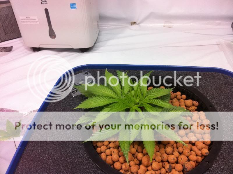 plant22.jpg