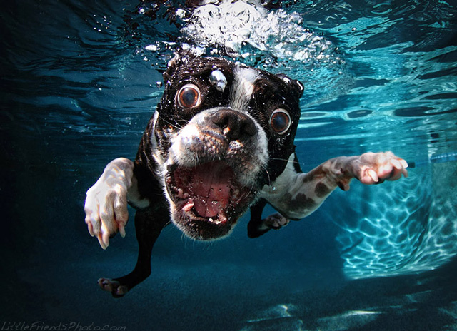 ROCCO_BostonTerrier_7years.jpg