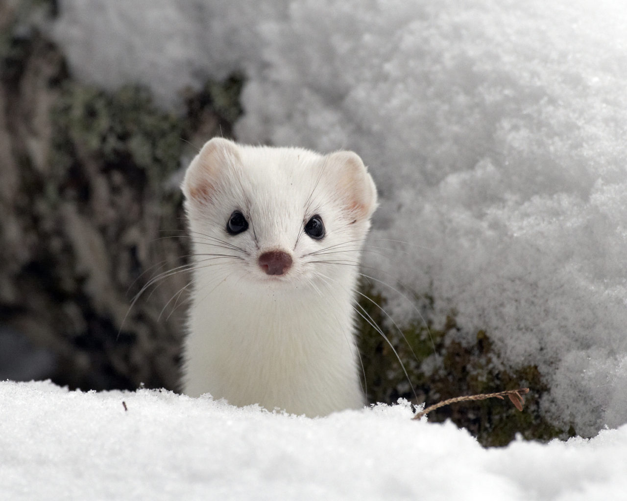 ermine.jpg