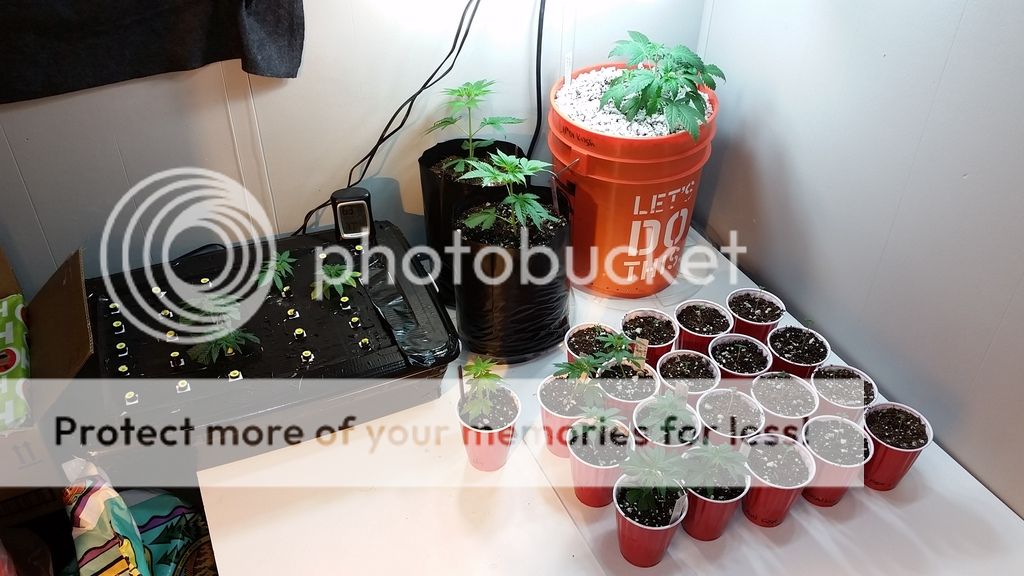 20151221_192530_zpsvv8w0kgu.jpg