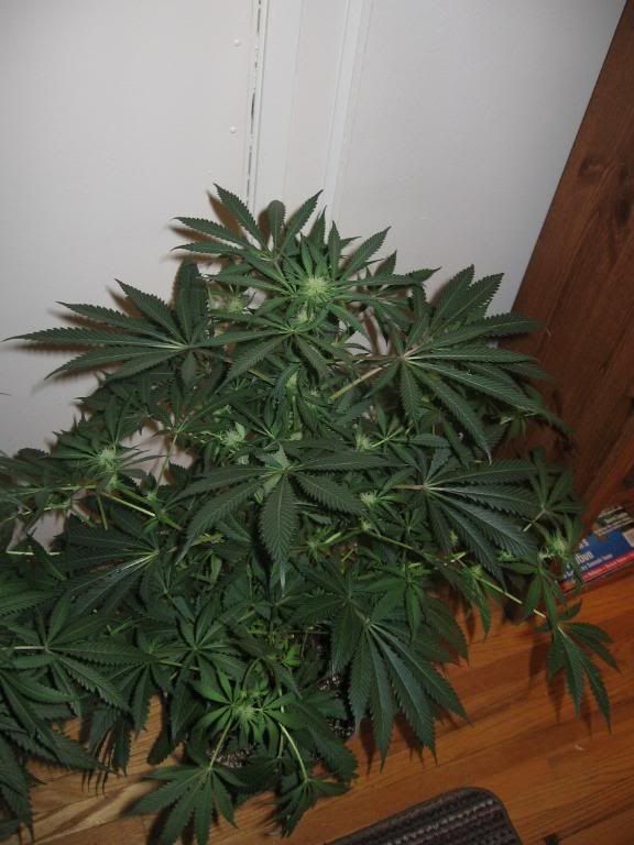 growop083.jpg