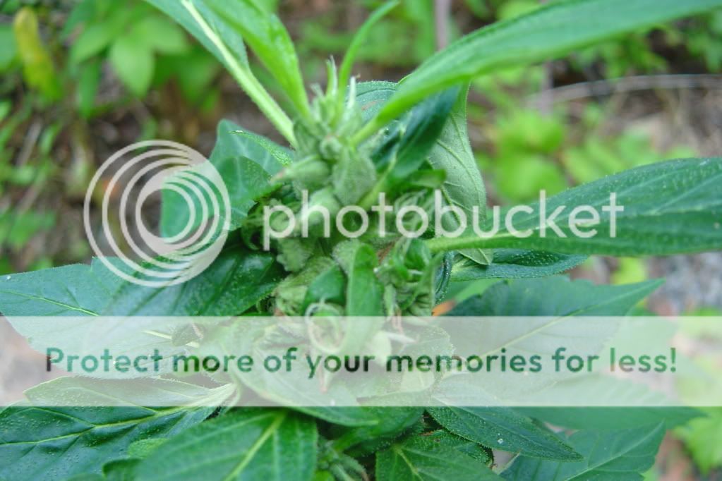 secondherbal001.jpg