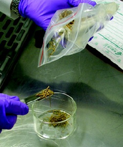 marijuanarrererna.jpg