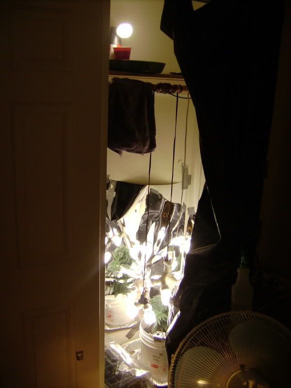 plants127.jpg