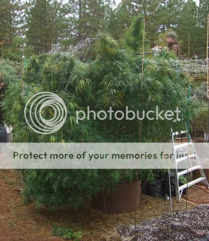 buttegrow4.jpg