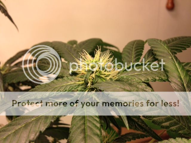 image_3_zpsbcae9068.jpeg