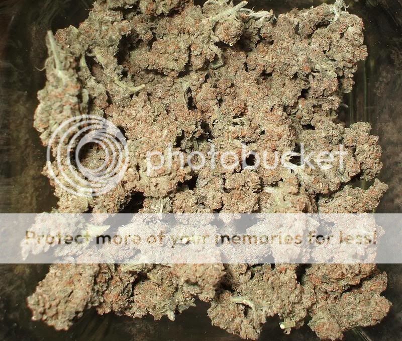 twwcnugs.jpg
