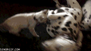 gifs_16.gif