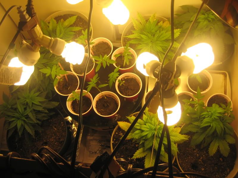 plants029.jpg