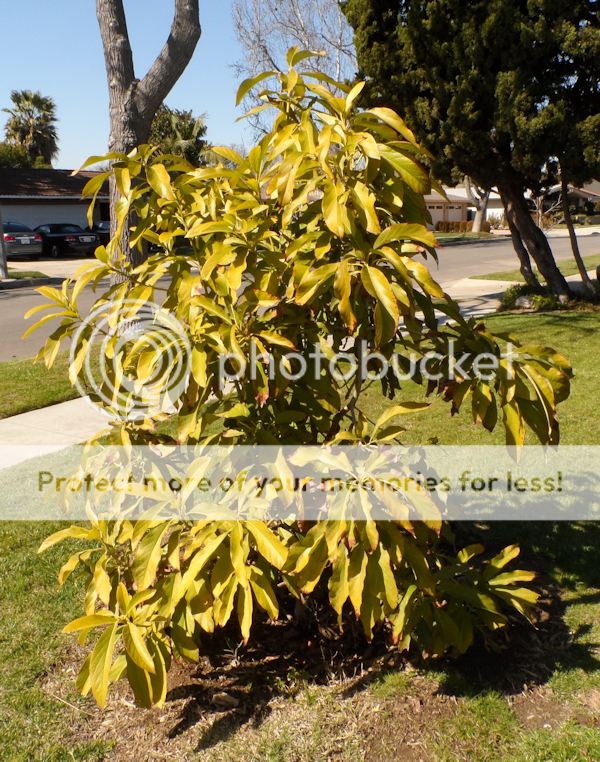 Avo22-2013_zps2d60166b.png