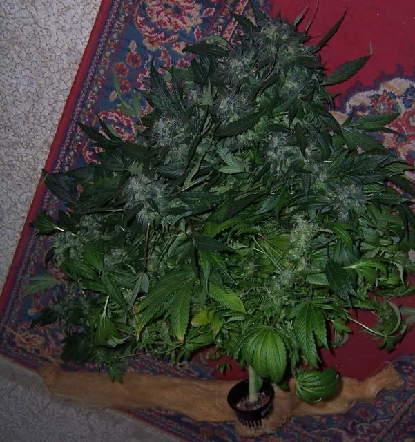 000_3305.jpg