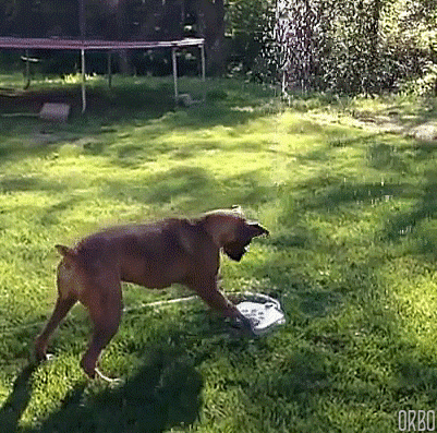 gifs_05.gif