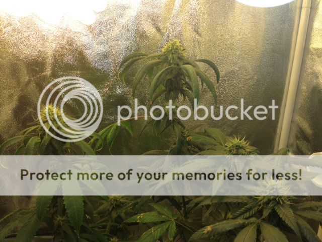 image_11_zpscf0fbb30.jpeg