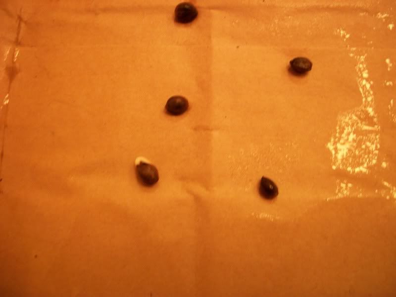 100_0723.jpg