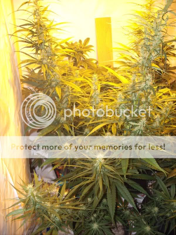plants15009.jpg