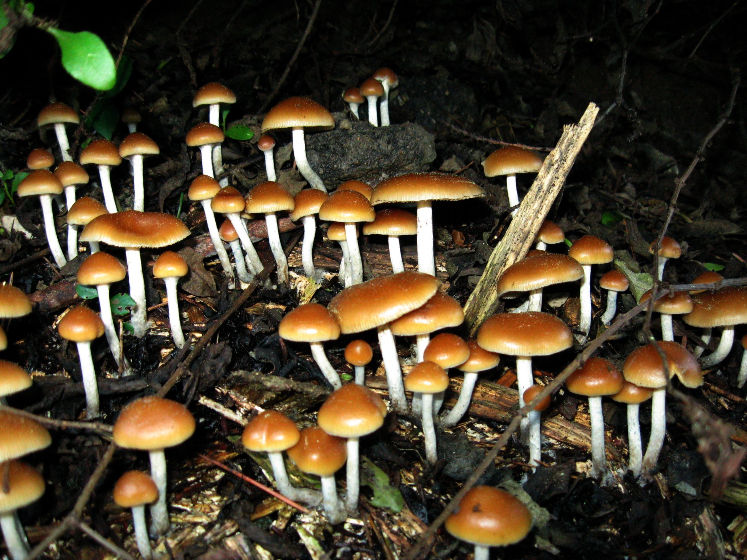magic-mushrooms.jpg
