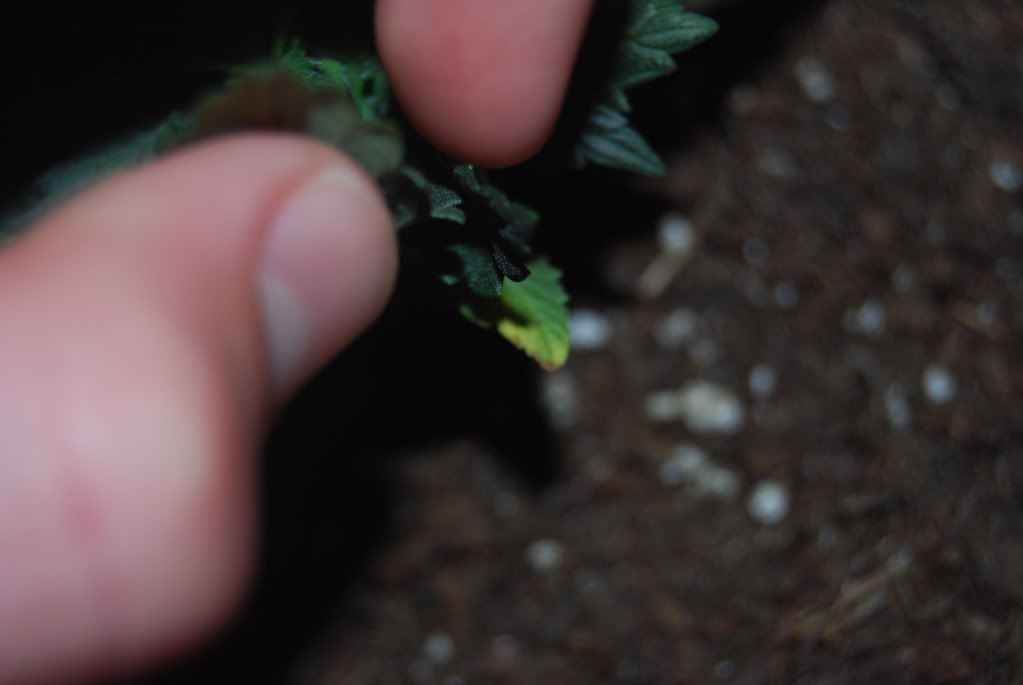 weed14003.jpg