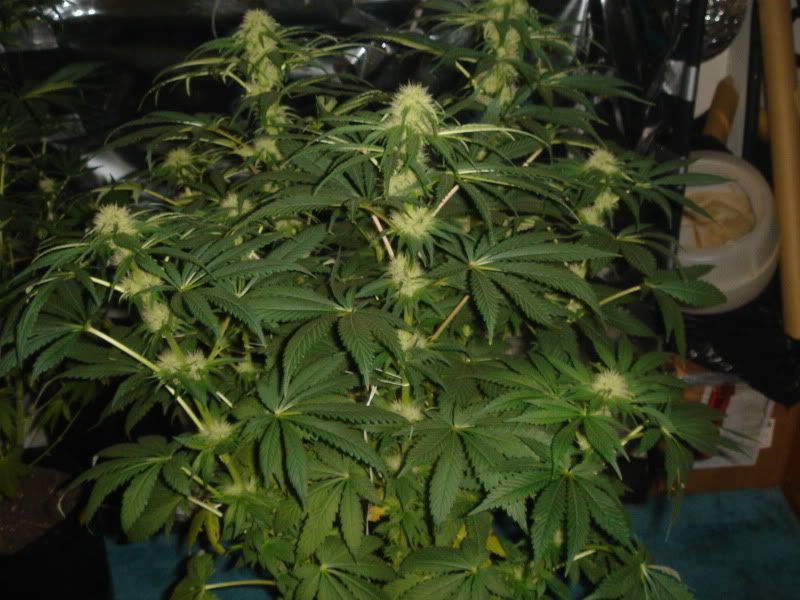 NewBudPorn003.jpg