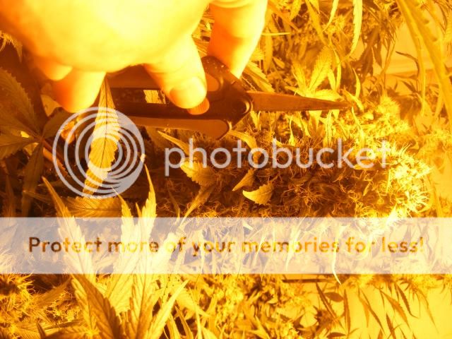 DSCF6965_zpsbb135062.jpg