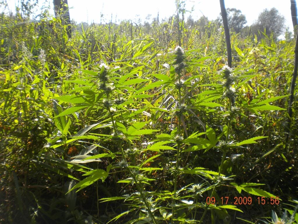 weed020.jpg