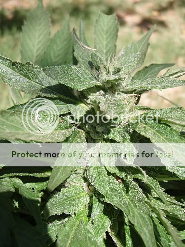 outdoorpureweek4.jpg