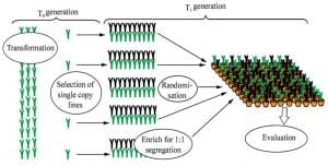 Marijuana-Breeding-300x152.jpg