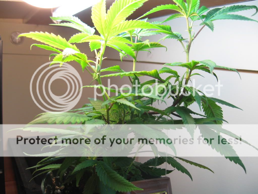 sproutsn11007.jpg