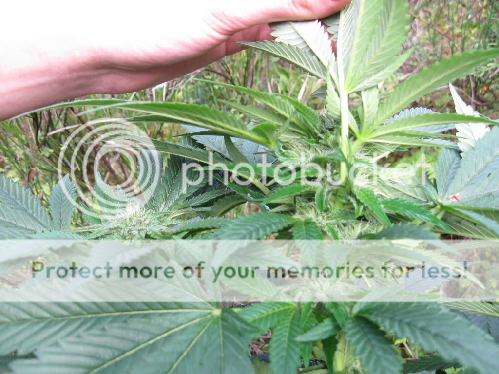 flower6012.jpg