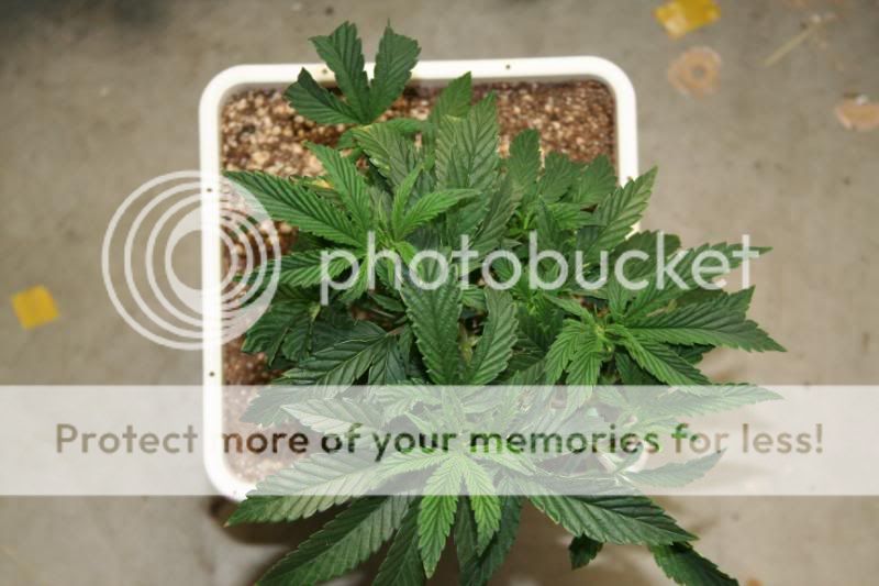 SeedlingsandClones005.jpg