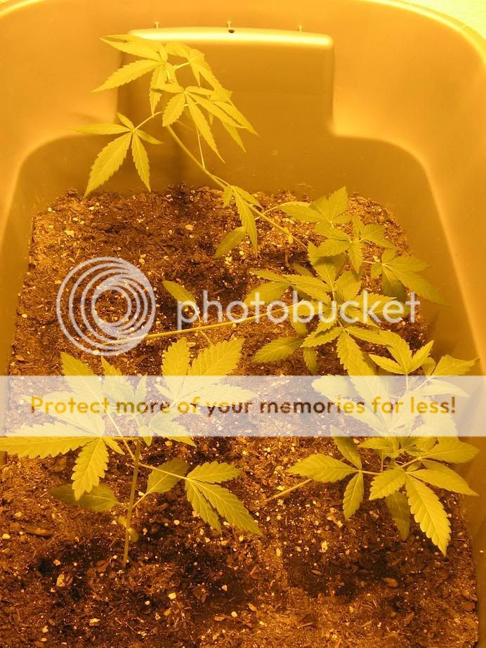 plantupdate024.jpg