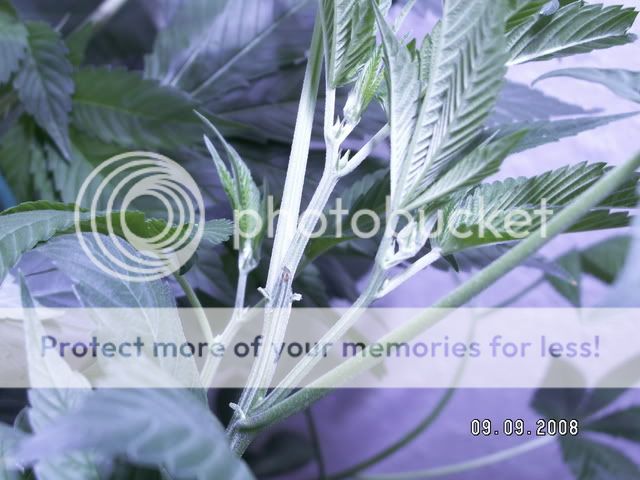 PICT0366.jpg