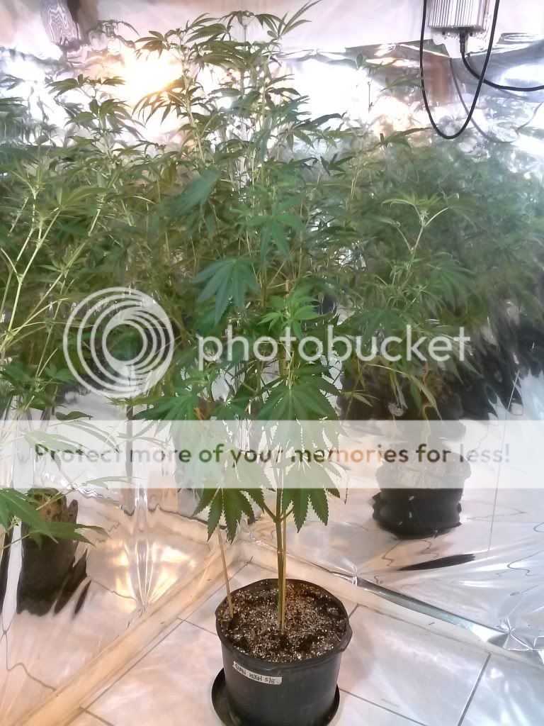 CAM00428_zps54ba7043.jpg