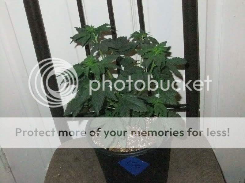 DSCF1101.jpg