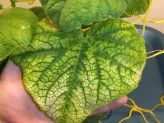 cuke14003.jpg
