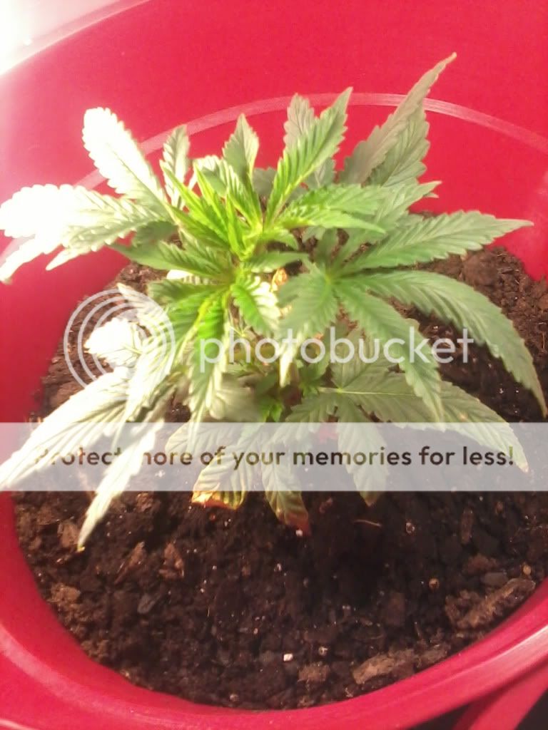 LisaWeek2Flower.jpg