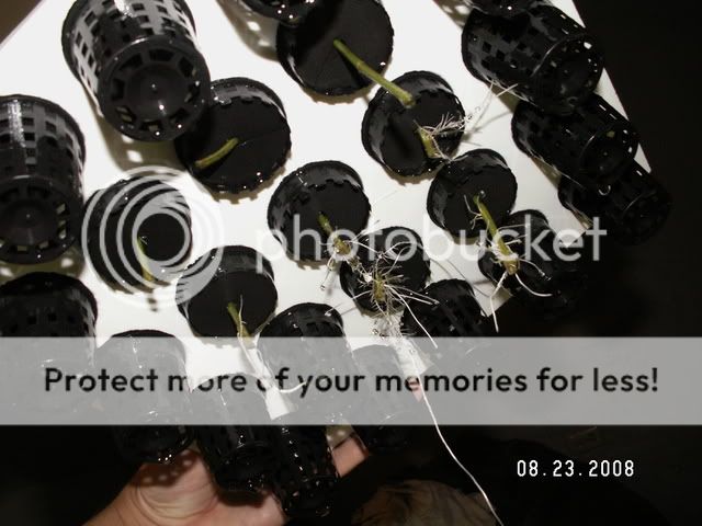 PICT0107.jpg