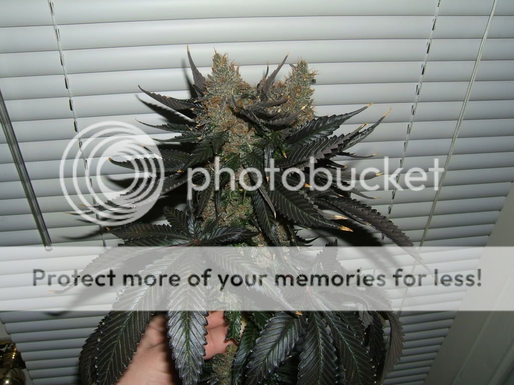 DSCF3912.jpg