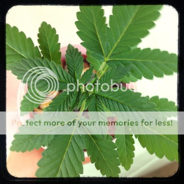image_zpsa2a65b41.jpg