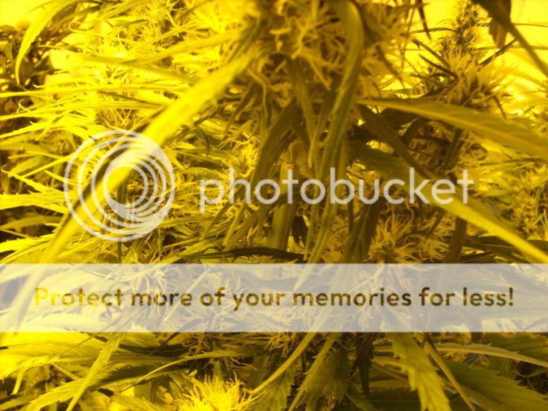 plants17010.jpg