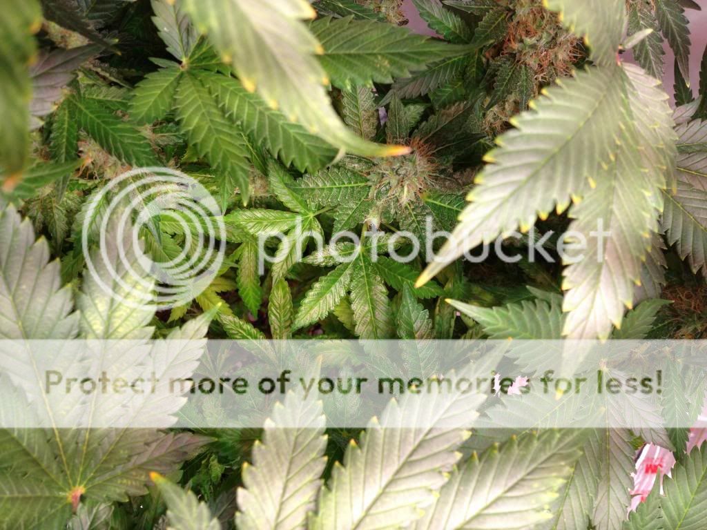 IMG_2901_zpse17f56d8.jpg