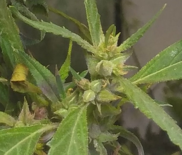 912seed.jpg