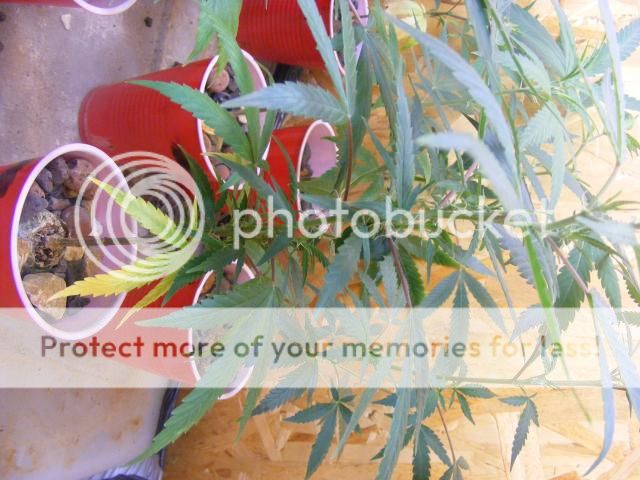 DSCF6970_zps9a92c968.jpg