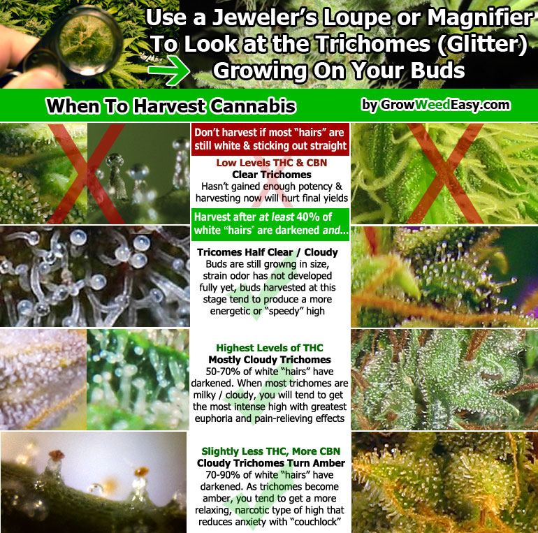 trichomechart.jpg
